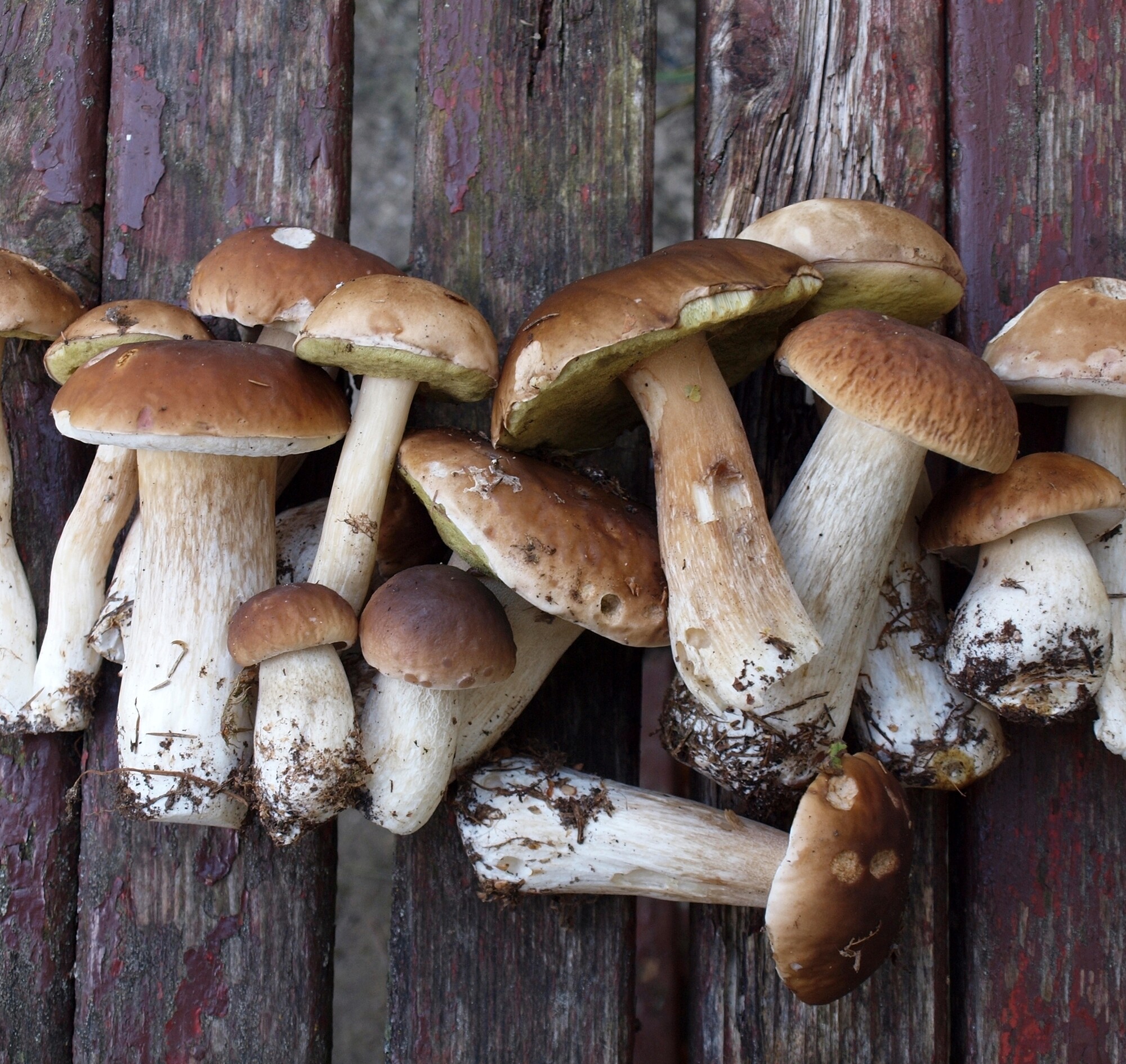 Eekhoorntjesbrood 24Kitchen