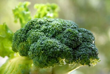 Broccoli