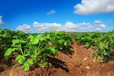 Biologische landbouw