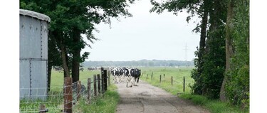 Kalfsvlees