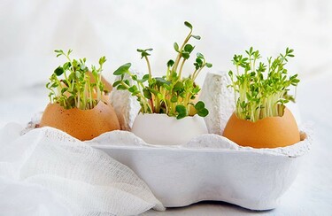 Mini moestuin in een eitje