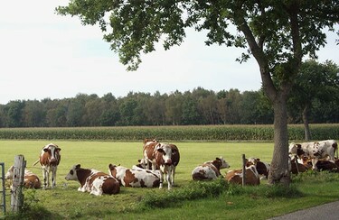 Duurzaam: wat is dat nou eigenlijk? Op onderzoek bij Nederlandse boeren