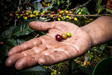 Koffie in Colombia