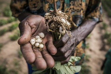 Steun de boeren in Zimbabwe met Share a Seed