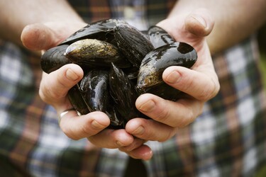 Het leven van een mossel