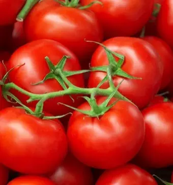 Tomaten bewaren