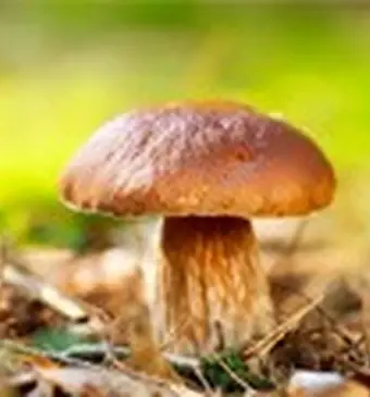 Niet plukken: paddenstoelen