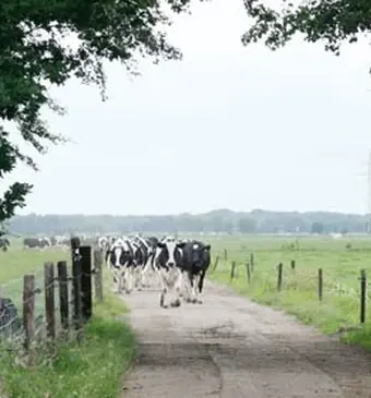 Kalfsvlees