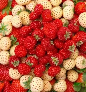 Aardbeifeitjes