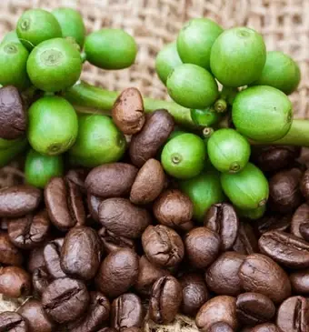 Wat is koffie?