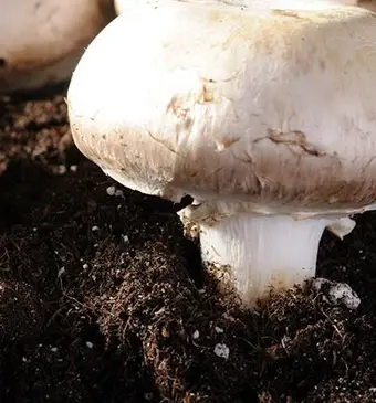 Zelf paddenstoelen kweken