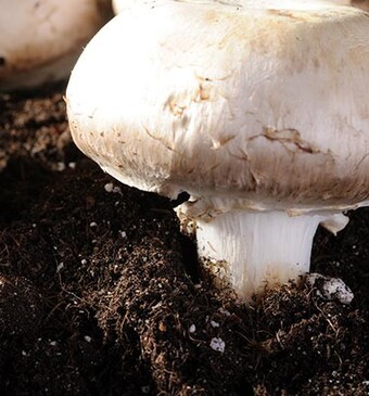 Zelf paddenstoelen kweken