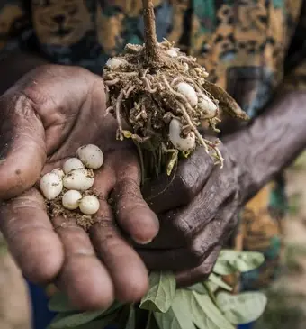 Steun de boeren in Zimbabwe met Share a Seed