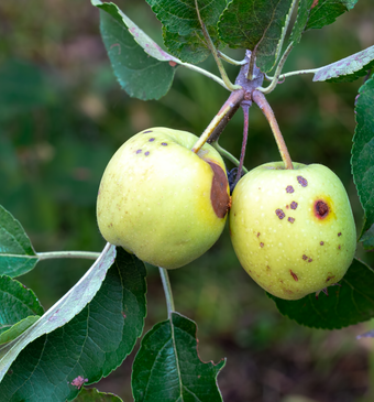 fruit
