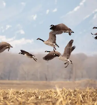 goose 