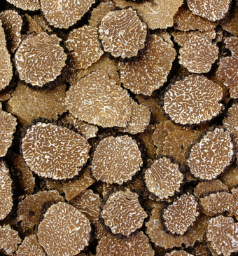 truffel