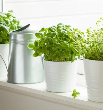 Kruidenplantjes