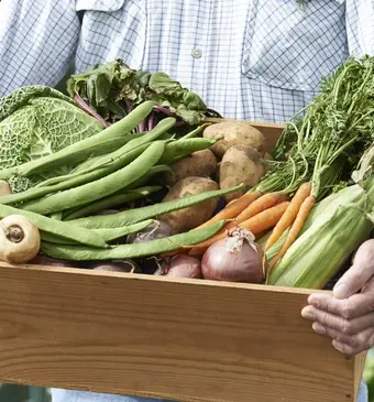 Moestuin