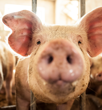 Eigen varkens slachten