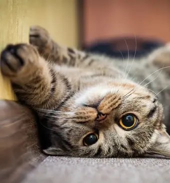 kattencafe nederland