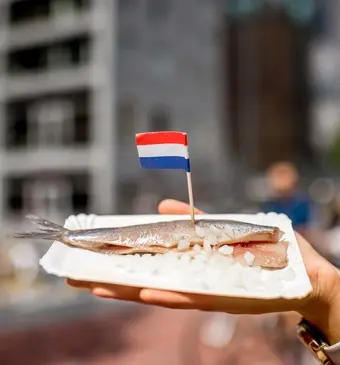Hollandse nieuwe