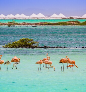 flamingo's op bonaire
