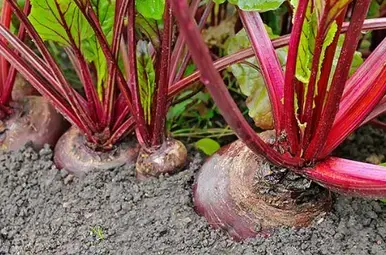 Miniatuur