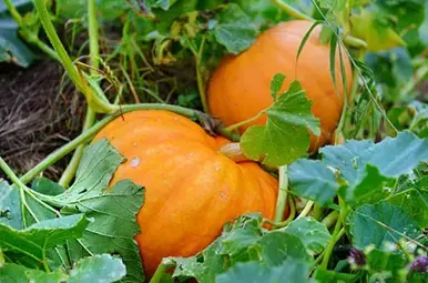 Miniatuur