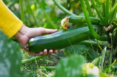 courgettesoep moestuin