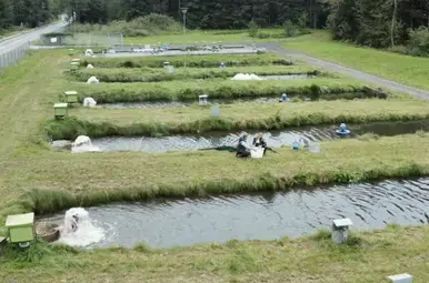 forelkwekerij in karnten 