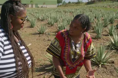 shirma op Aloe Vera farm
