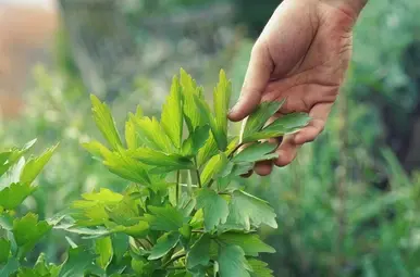 maggieplant lavas