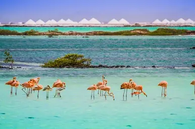 flamingo's op bonaire