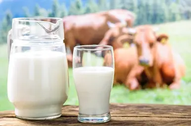 Twee glazen melk met twee koeien op de achtergrond.
