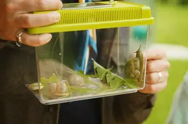 Drie slakken in een slakkenverblijf.