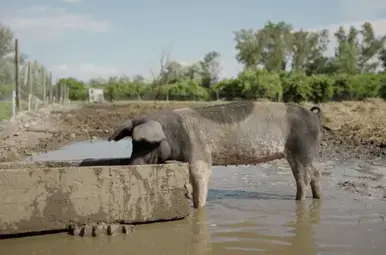 Mangalitza varken bij trog