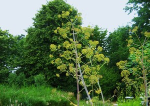 Duivelsdrek