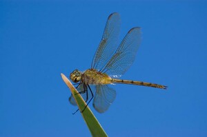 Libelle