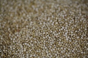 Quinoa