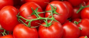 Veelzijdige tomaten
