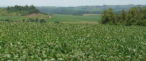 Plantaardige eiwitten