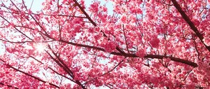 Bloesembomen