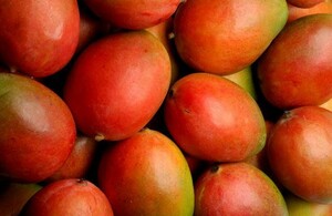 Het hele jaar door genieten van zonnig zoet fruit