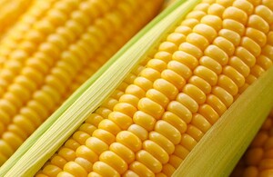 Is maïs een groente?