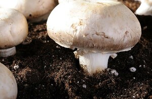 Zelf paddenstoelen kweken