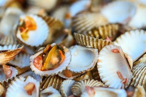 Gek op kokkels!