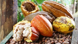 Cacaoboon DR