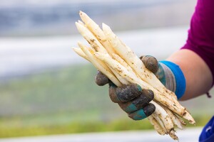 Asperges