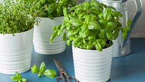 Verse kruidenplanten verzorgen
