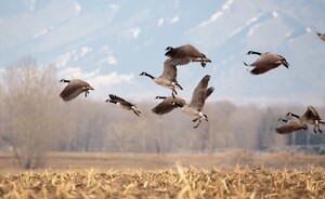 goose